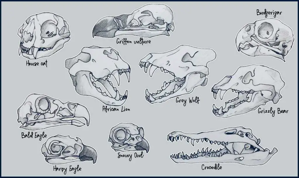 Animal Skull Drawing 19