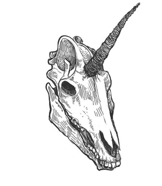 Animal Skull Drawing 23