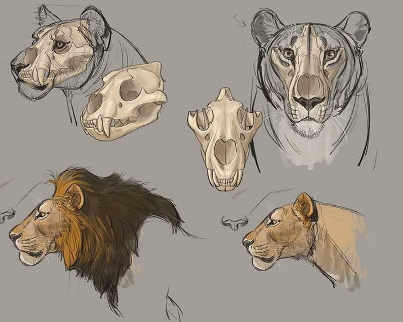 Animal Skull Drawing Reference 11