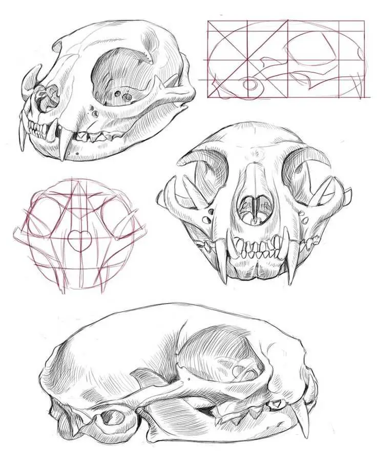Animal Skull Drawing Reference 7
