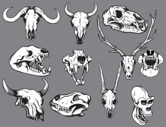 Featured image for animal skull drawing reference