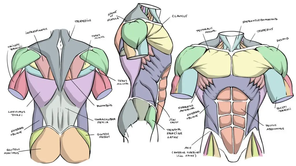 Anime Anatomy Reference Anime Anatomy Poses Anime Anatomy Practice Anime Anatomy Drawing Anime Girl Anatomy Poses 19 1 1024x576