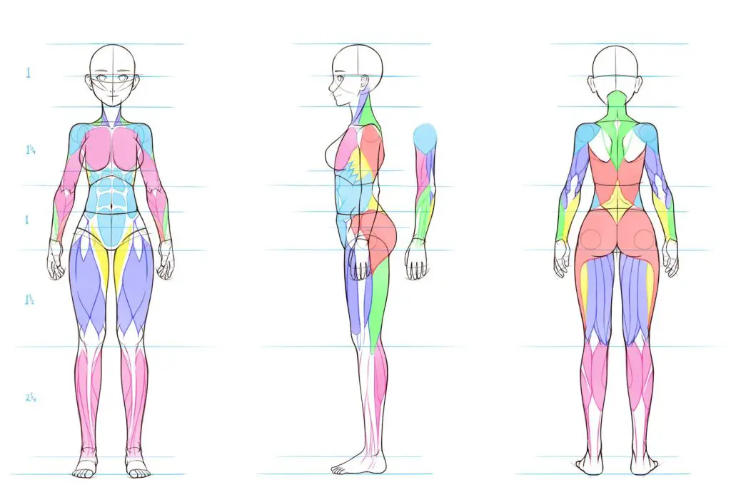 anime anatomy reference Anime anatomy poses Anime anatomy practice Anime anatomy drawing Anime girl anatomy poses 33