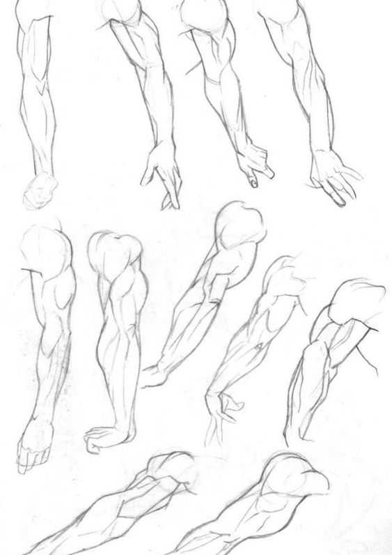 arm drawing reference female arm drawing reference male arm reference muscular arm reference 21