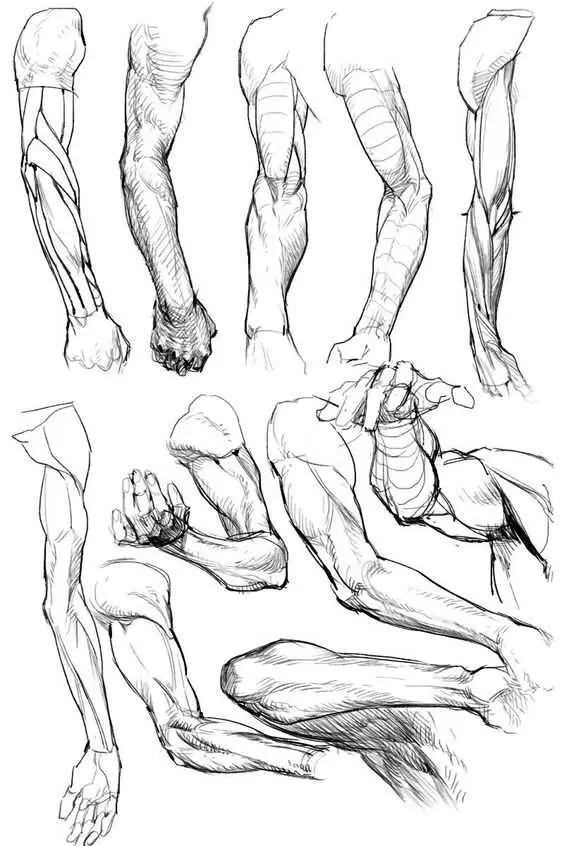 arm drawing reference female arm drawing reference male arm reference muscular arm reference 22