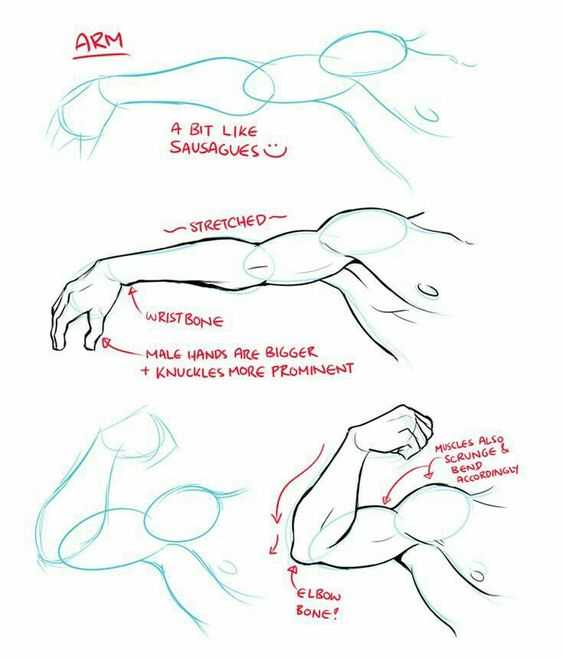 arm drawing reference female arm drawing reference male arm reference muscular arm reference 24