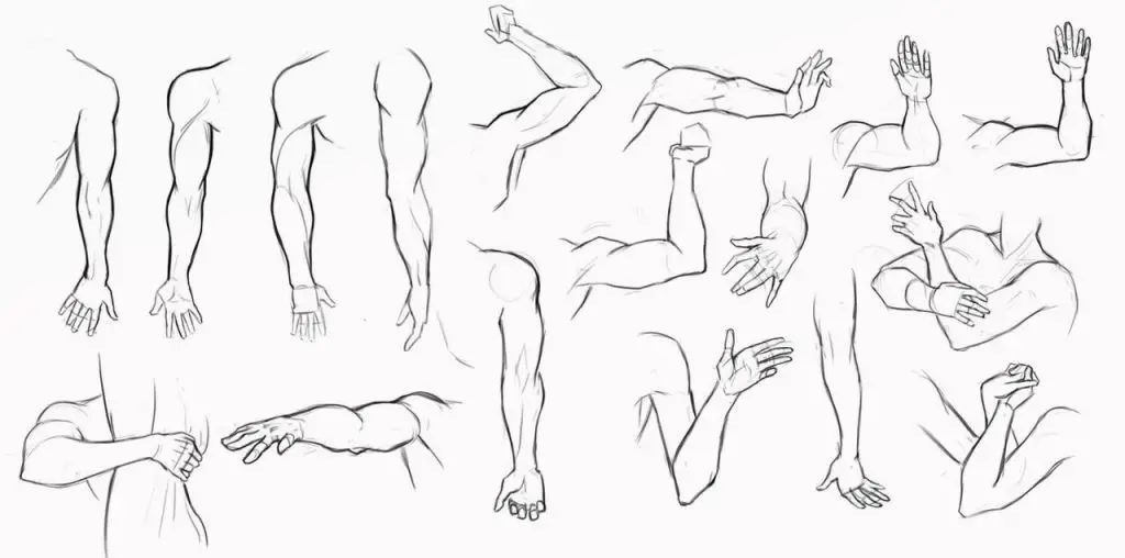 Arm Drawing Reference Female Arm Drawing Reference Male Arm Reference Muscular Arm Reference 3 1 1024x508