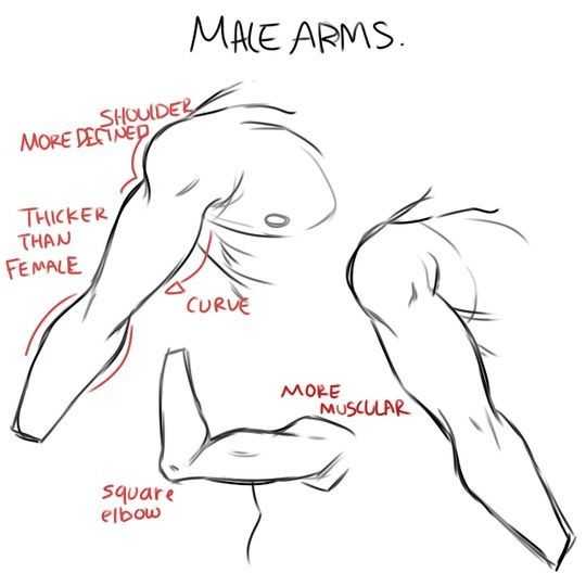 arm drawing reference female arm drawing reference male arm reference muscular arm reference 32
