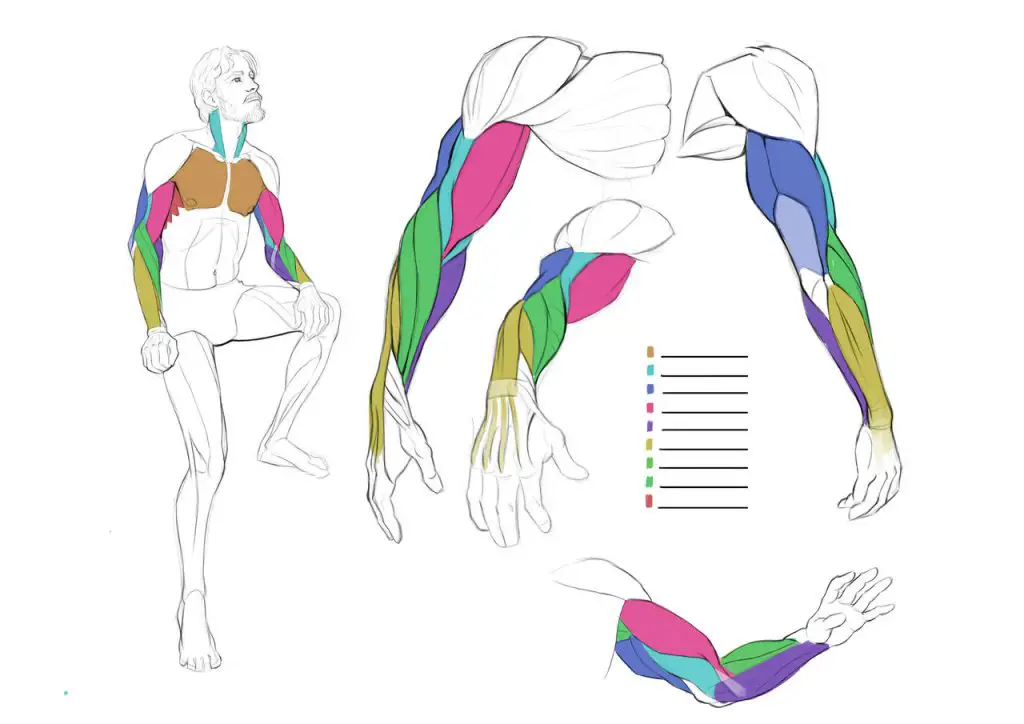 arm drawing reference female arm drawing reference male arm reference muscular arm reference 6