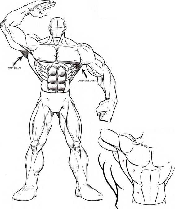 Arm Muscle Drawing Reference 1