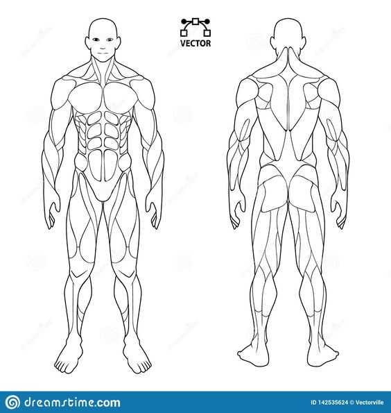 Arm Muscle Drawing Reference 2