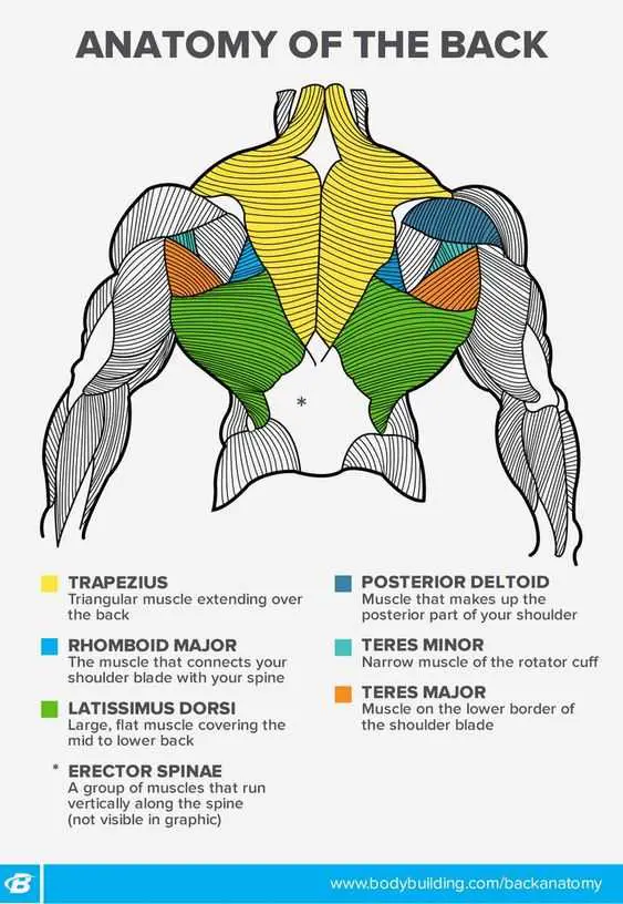 Back Muscle Anatomy