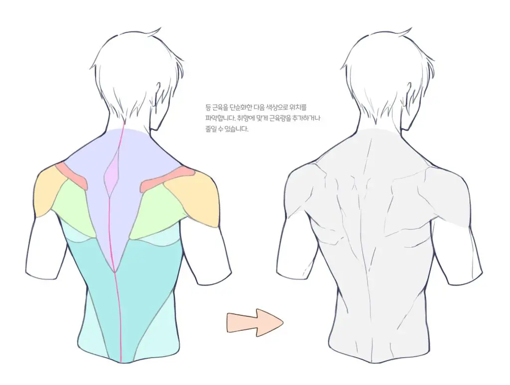 Back Muscles Reference 2 1024x774