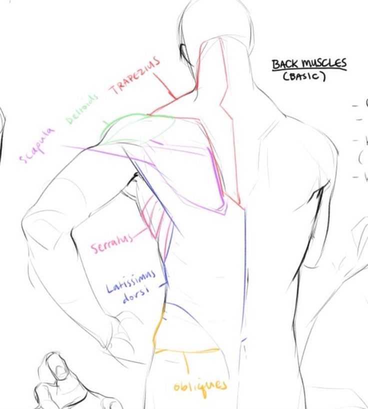Back Muscles Reference 3