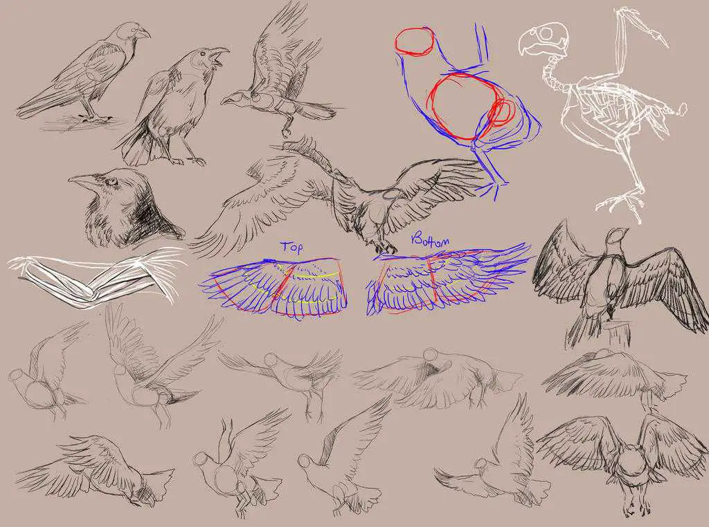 Bird Drawing Reference 2