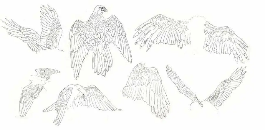 Bird Drawing Referenve 1