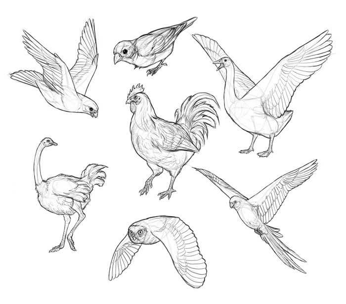Featured image for bird drawing referenve