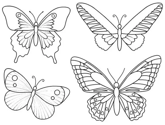 Butterfly Drawing Reference 18