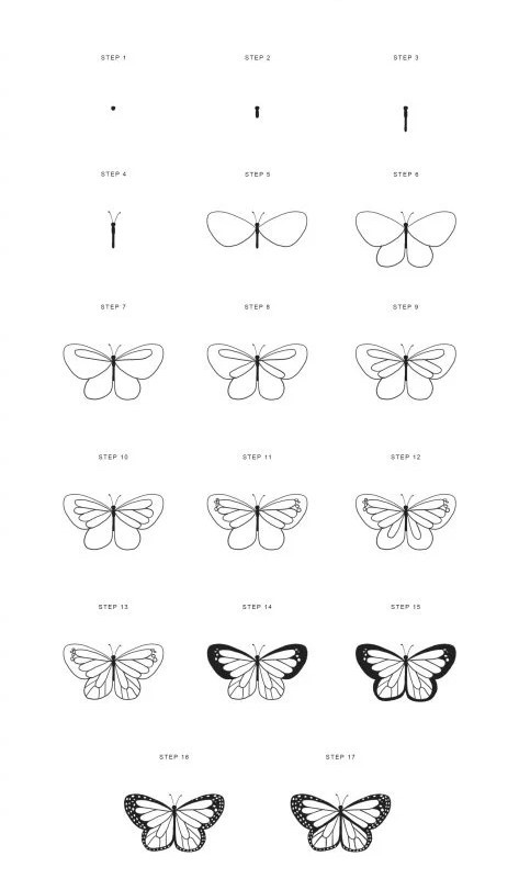 Butterfly Drawing Reference 19