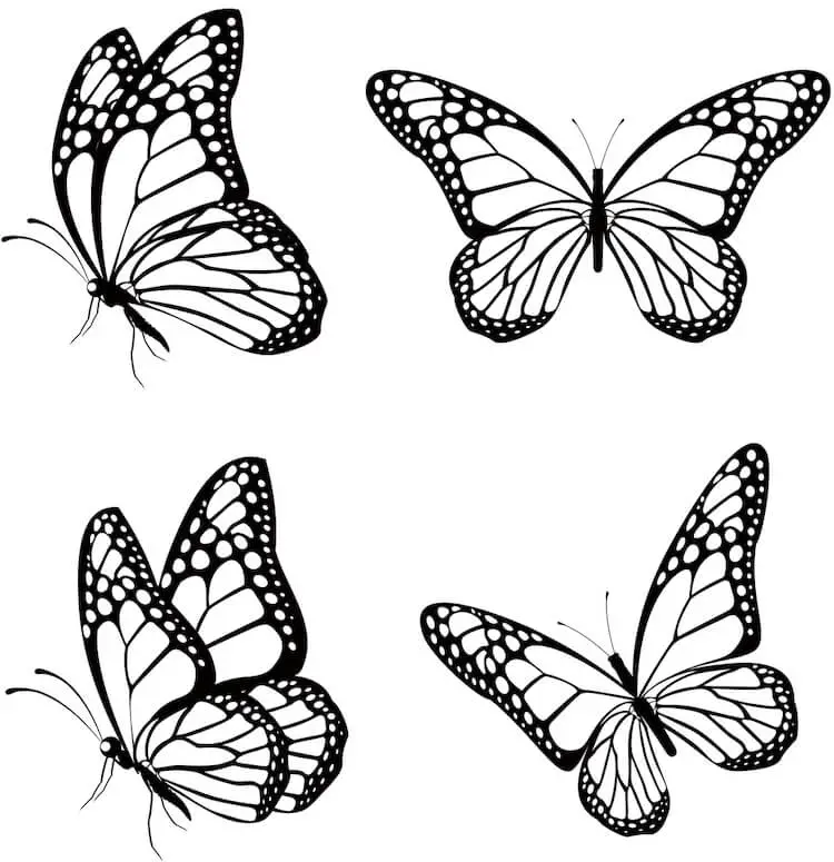 Butterfly Drawing Reference 27