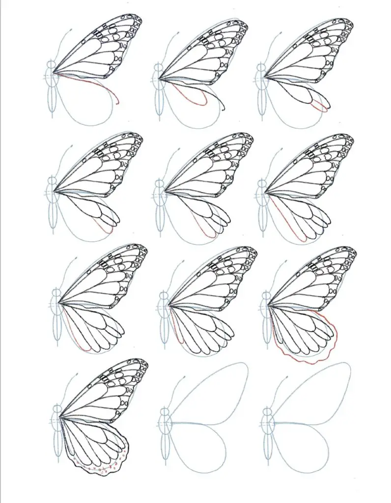 Butterfly Drawing Reference 28 796x1024