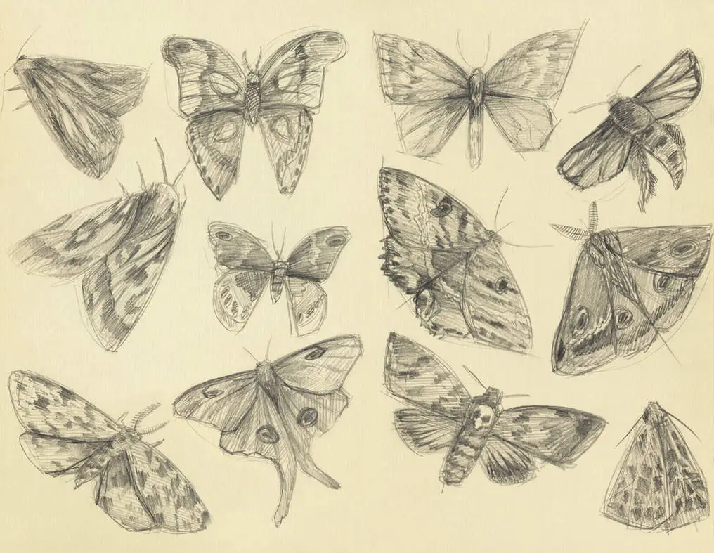 Butterfly Drawing Reference 33