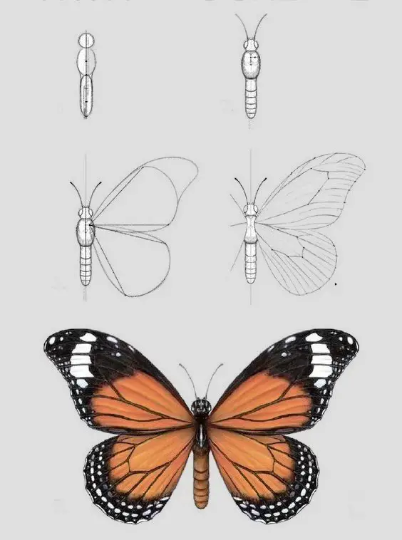 Butterfly Drawing Reference 4