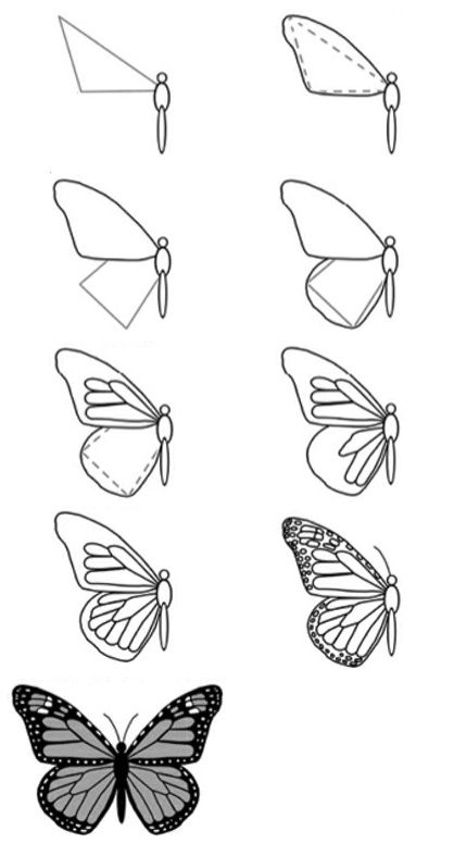 Butterfly Drawing Reference 5