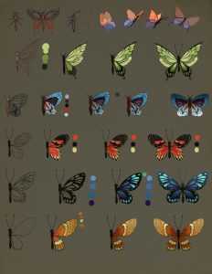Featured image for butterfly drawing reference
