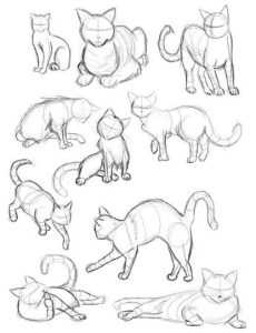 cat drawing reference Kitten drawing reference Cat reference sheet Cat poses drawing 1