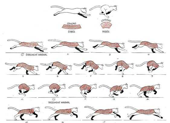 cat drawing reference Kitten drawing reference Cat reference sheet Cat poses drawing 10