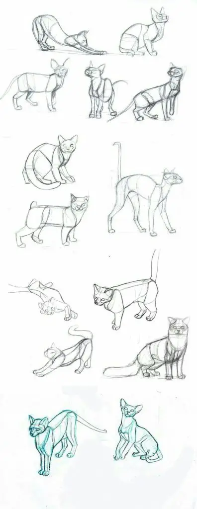 Cat Drawing Reference Kitten Drawing Reference Cat Reference Sheet Cat Poses Drawing 13 396x1024