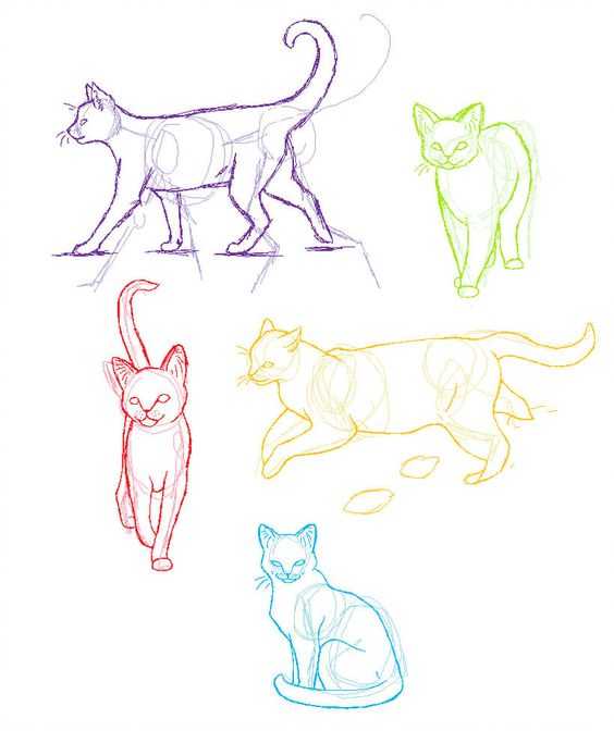 cat drawing reference Kitten drawing reference Cat reference sheet Cat poses drawing 17