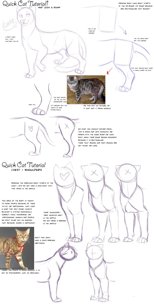 cat drawing reference Kitten drawing reference Cat reference sheet Cat poses drawing 19