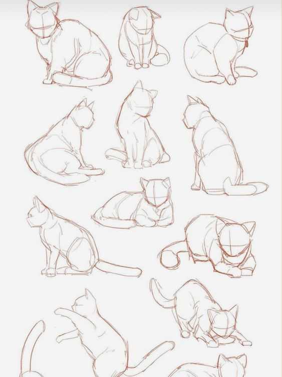 cat drawing reference Kitten drawing reference Cat reference sheet Cat poses drawing 2