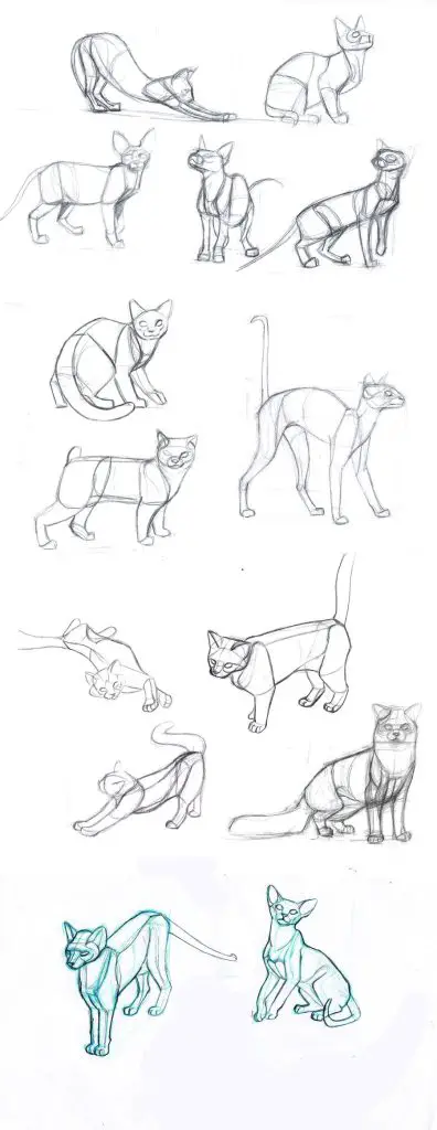 cat drawing reference Kitten drawing reference Cat reference sheet Cat poses drawing 20