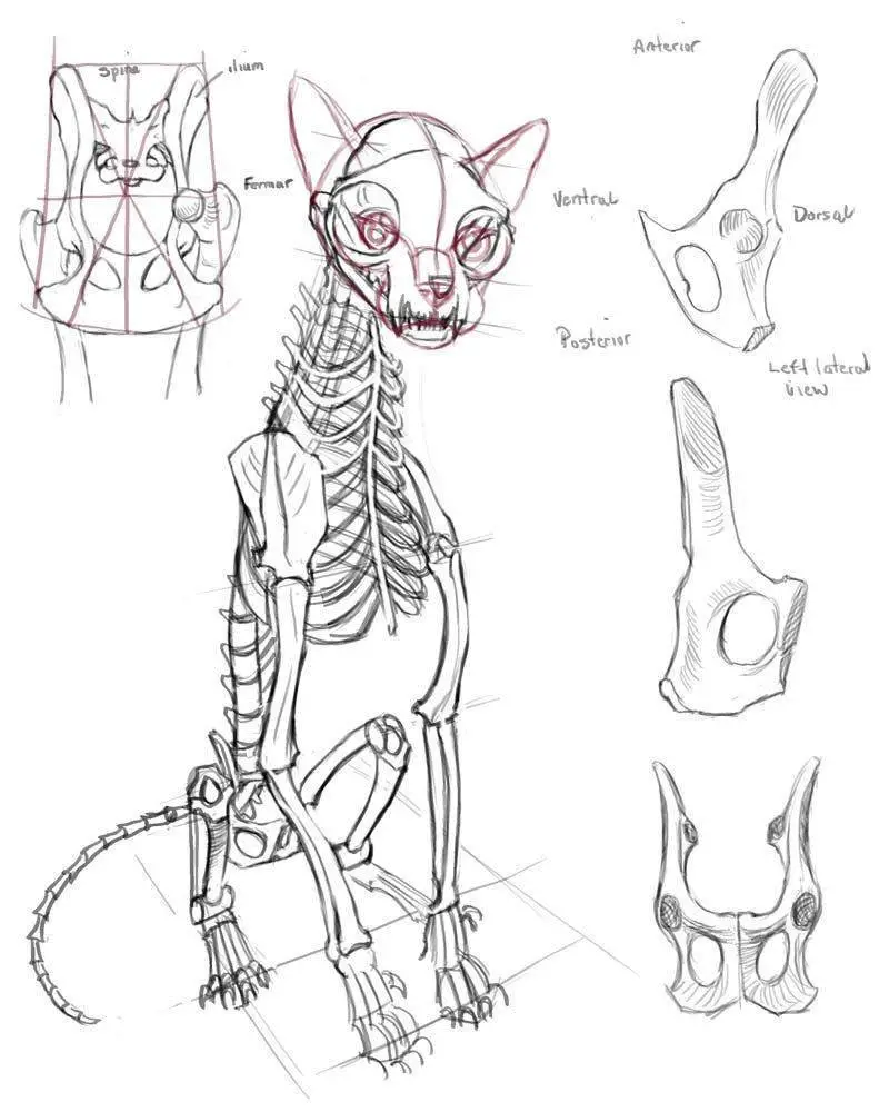 Cat Skeleton Drawing 1