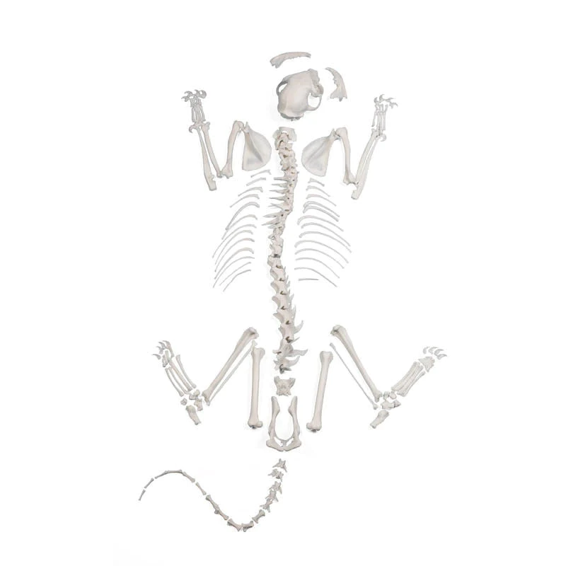 Cat Skeleton Drawing 11
