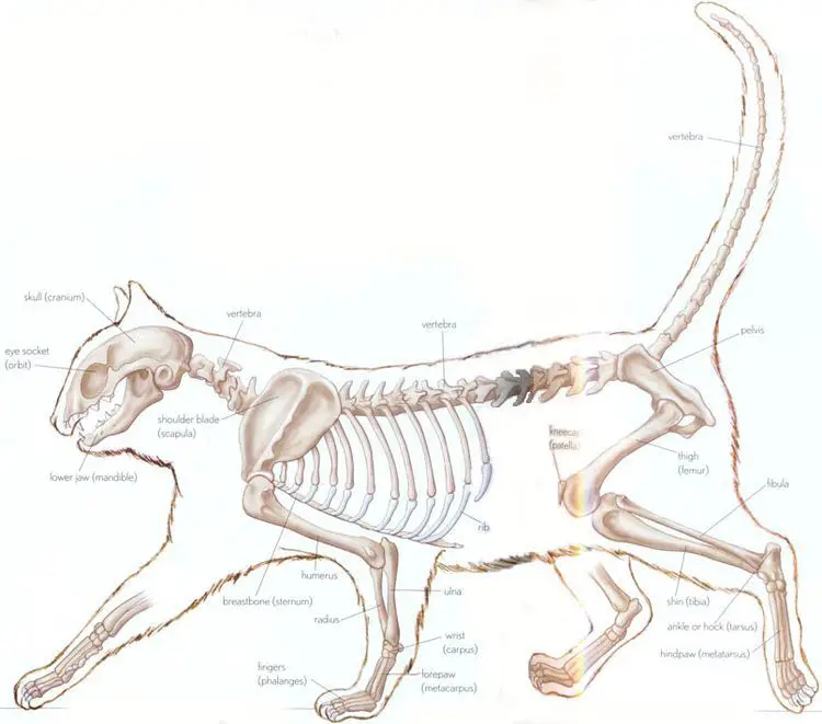 Cat Skeleton Drawing 12