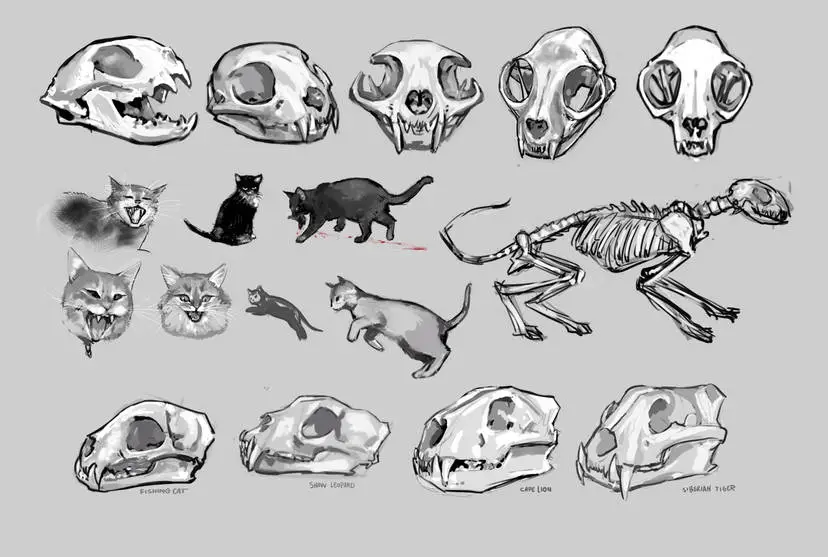 Cat Skeleton Drawing 13