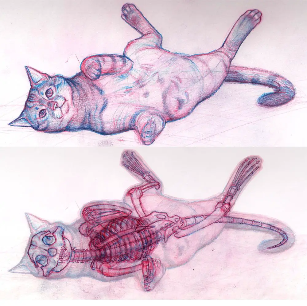 Cat Skeleton Drawing 16