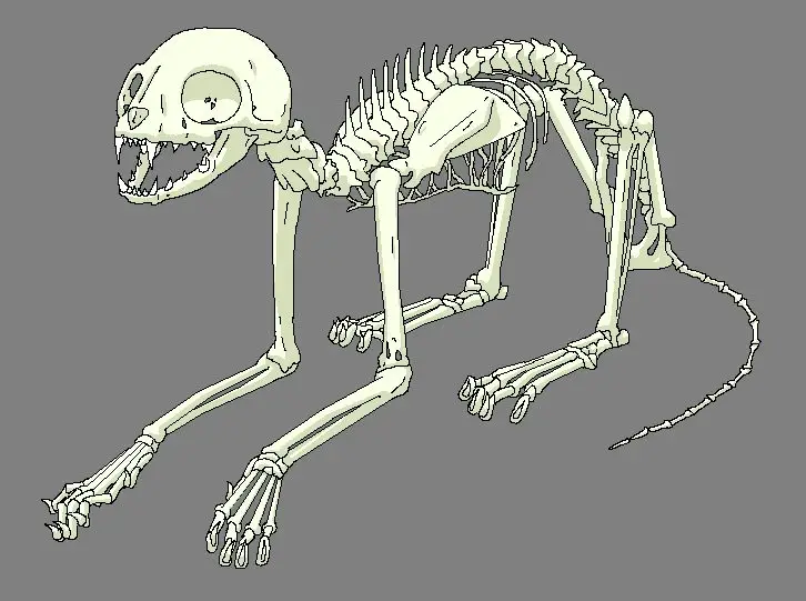 Cat Skeleton Drawing 17