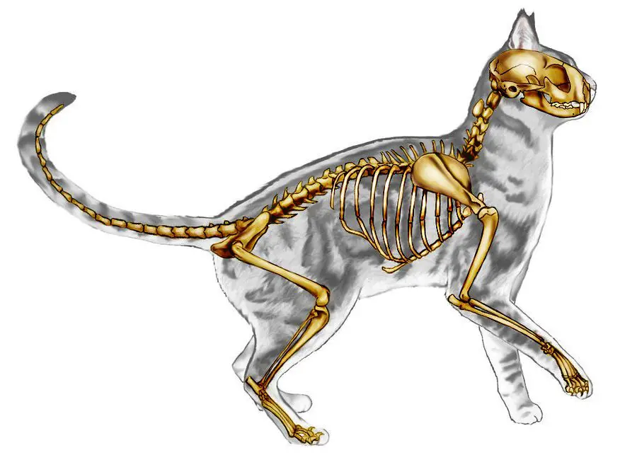 Cat Skeleton Drawing 19