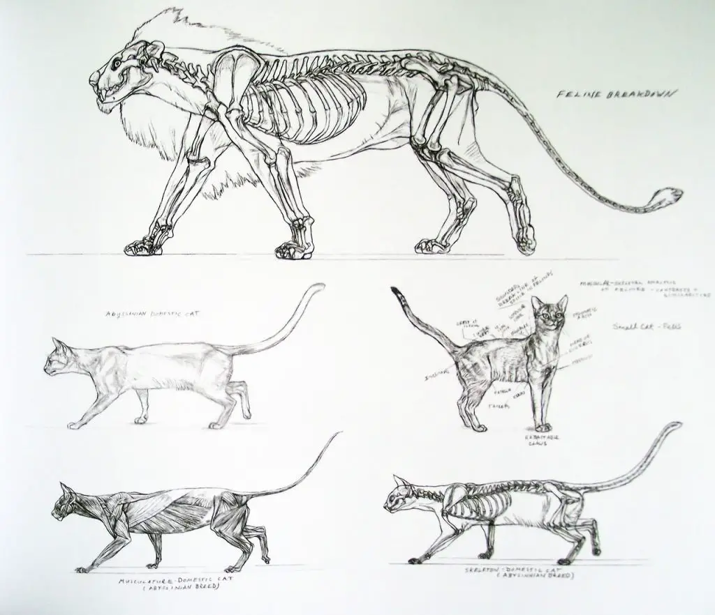 Cat Skeleton Drawing 2 1024x882