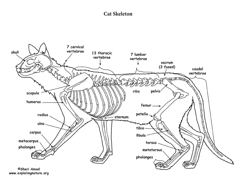 Cat Skeleton Drawing 4