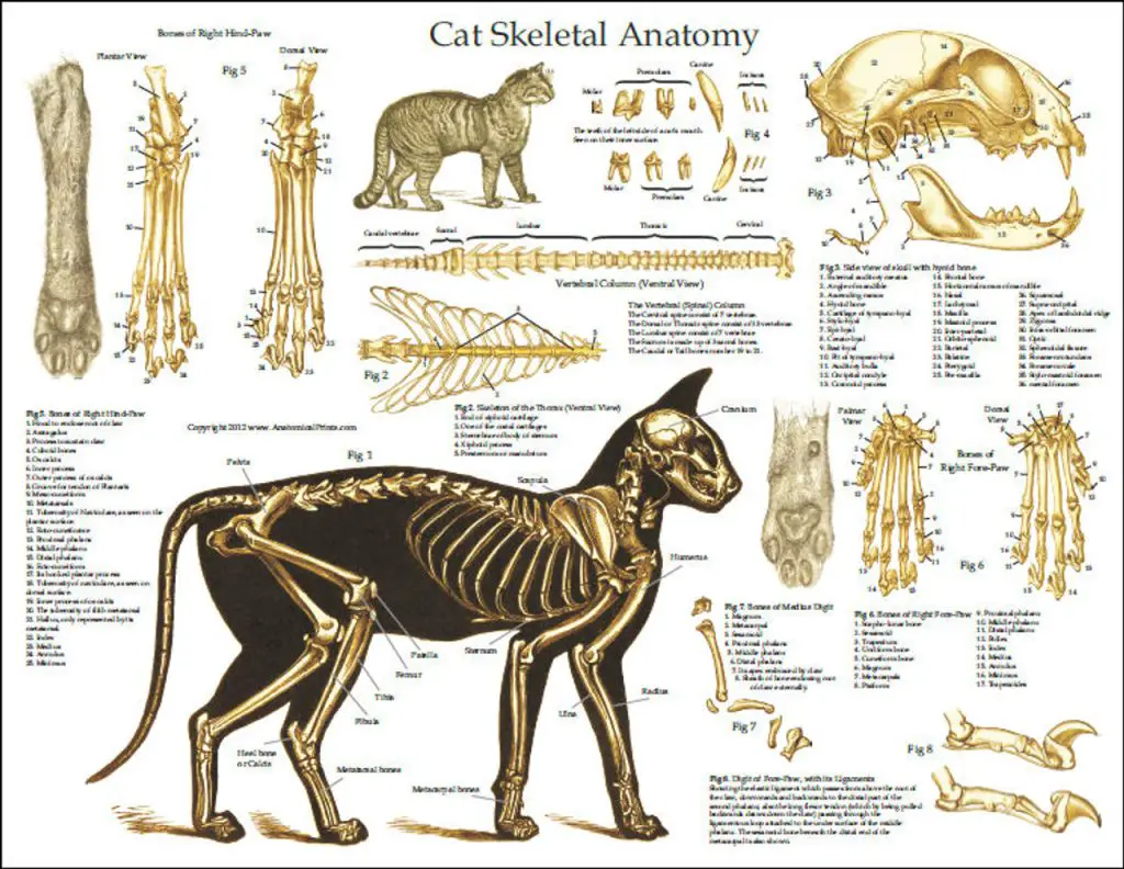 Cat Skeleton Drawing 5 1024x792