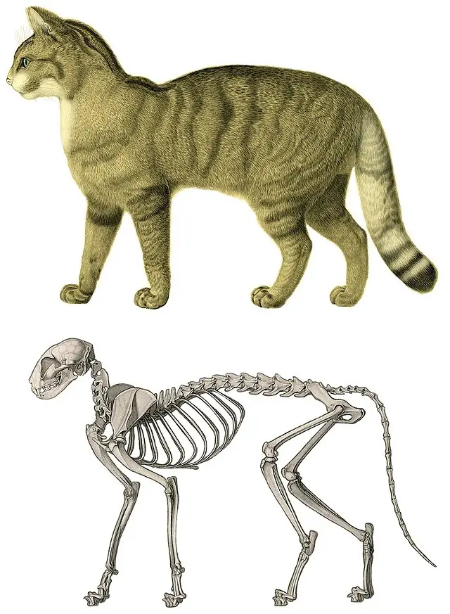 Cat Skeleton Drawing 6