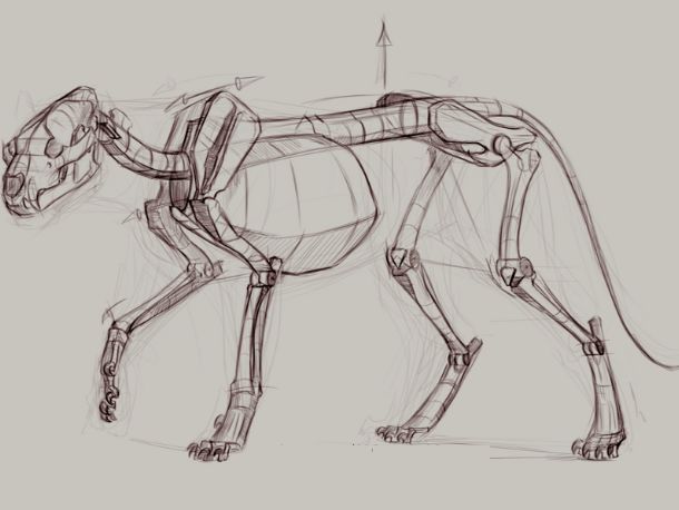 Cat Skeleton Drawing 7