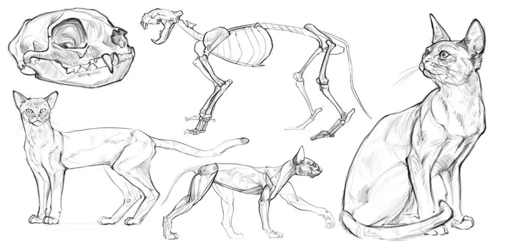 Cat Skeleton Drawing 8 1024x492