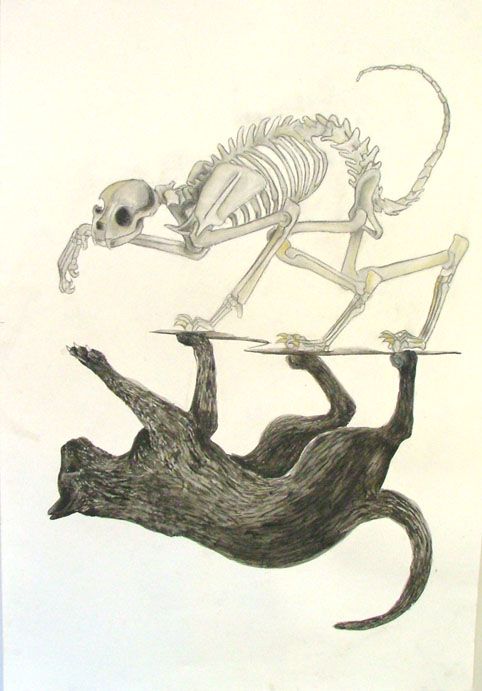 Cat Skeleton Drawing 9